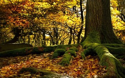 La nature en nous… nous dans la Nature