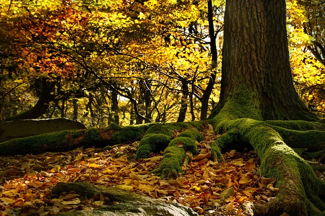 nature