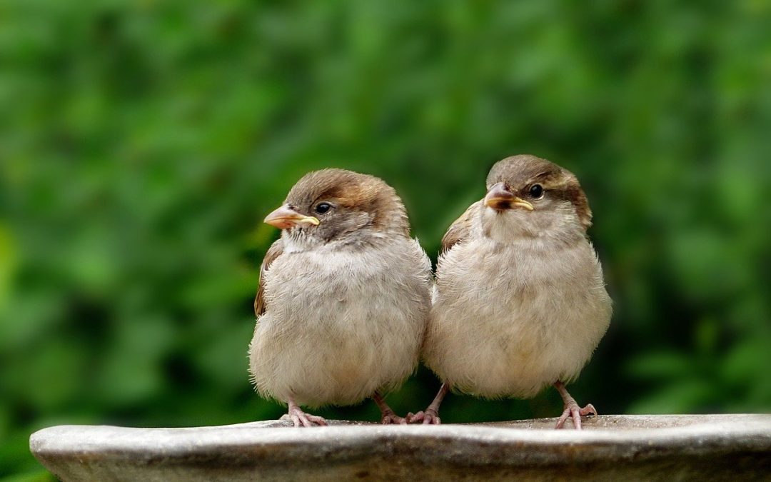 le couple