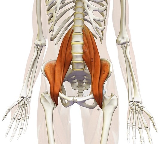 psoas